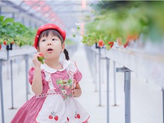 パパ・ママもにっこり!ベビーカーOK 高設栽培なので、小さなお子様も自分で楽しく収穫できちゃいます