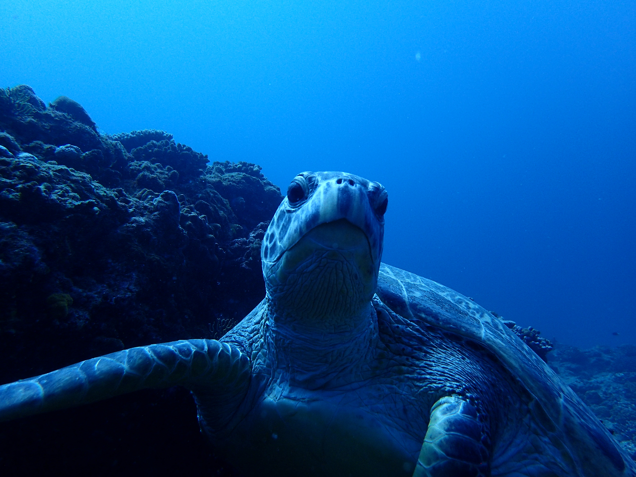 �����哇�ŃE�~�K���������B�e