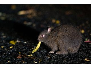 奄美大島でアマミノクロウサギの観察に挑戦