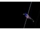 奄美大島の星空とシルエットが映える夜