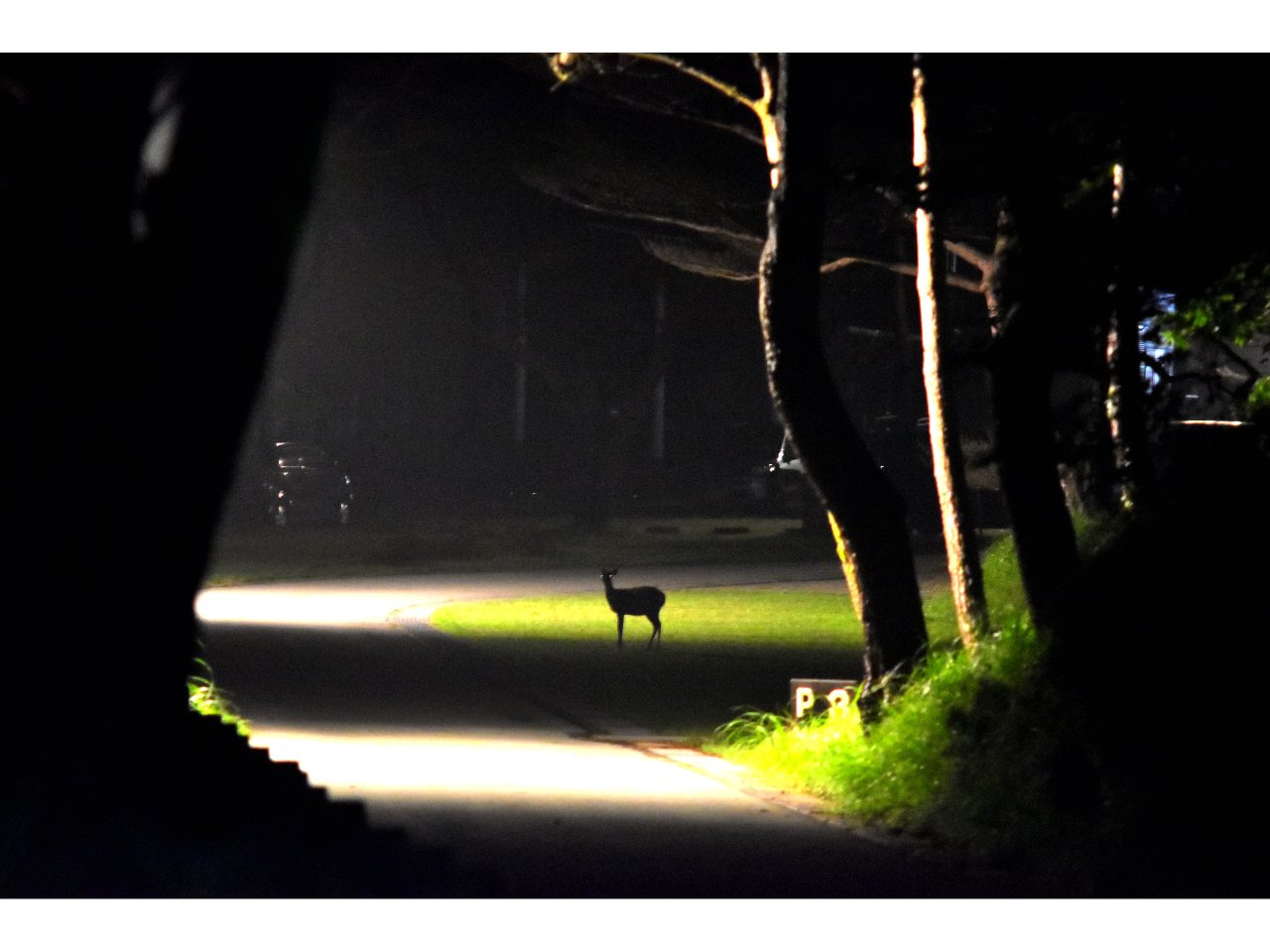 �����E���т̍����̃i�C�g�T�t�@�������鎩�R�ώ@