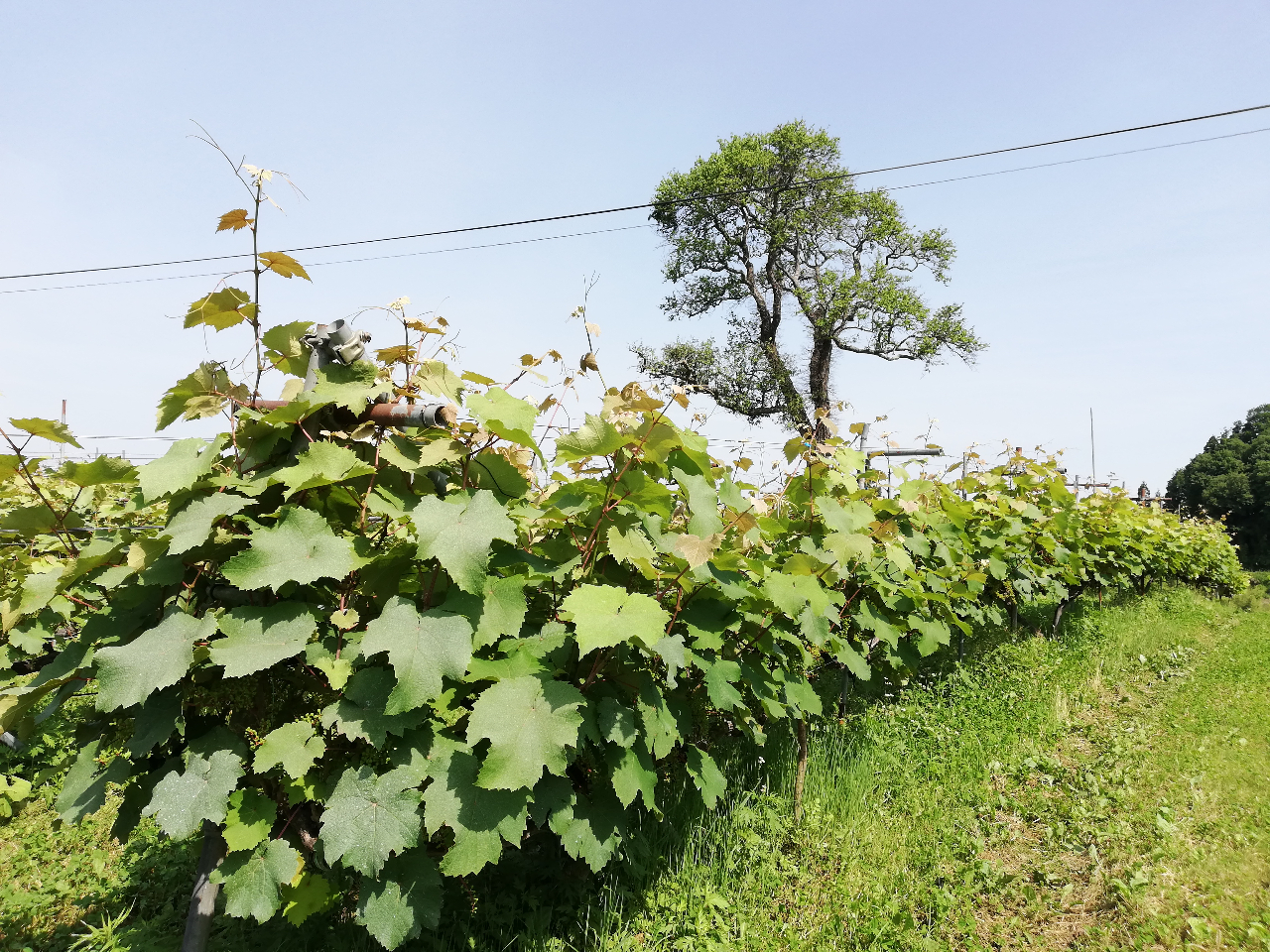 ���}�E�\�[���B�j����