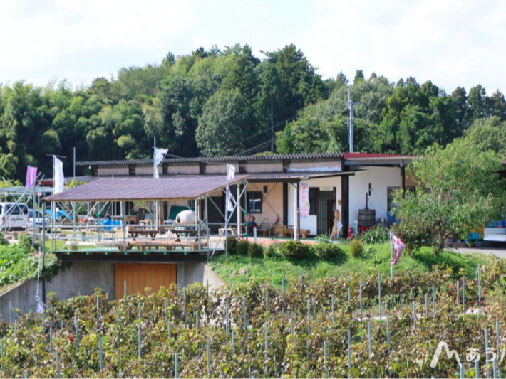 �ӂ����ܔ_�Ƃ̖����C��