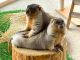 ボバクマーモット。ほわほわの毛がとてもかわいい