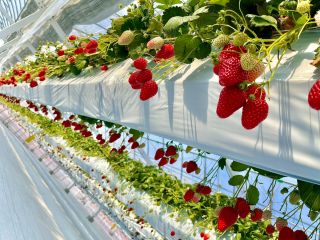 高設ベンチで栽培しているので、立ったままいちご狩りできます!