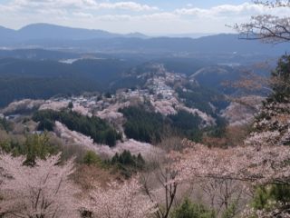 桜の時期の吉野山は絶景です♪