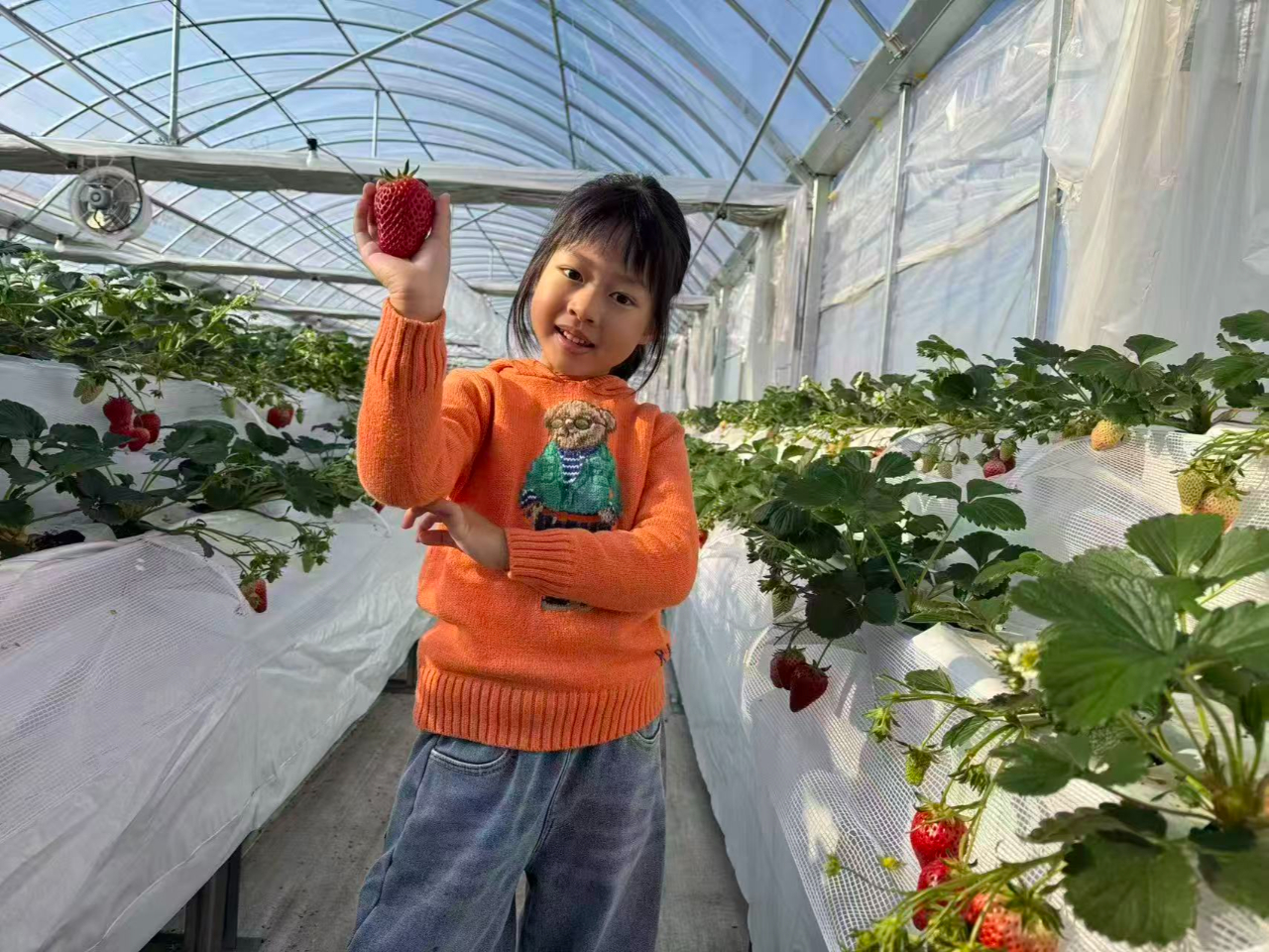 <超大人気♪>森のいちごでいちご狩り40分食べ放題♪|5品種食べ比べ【ファミリー...