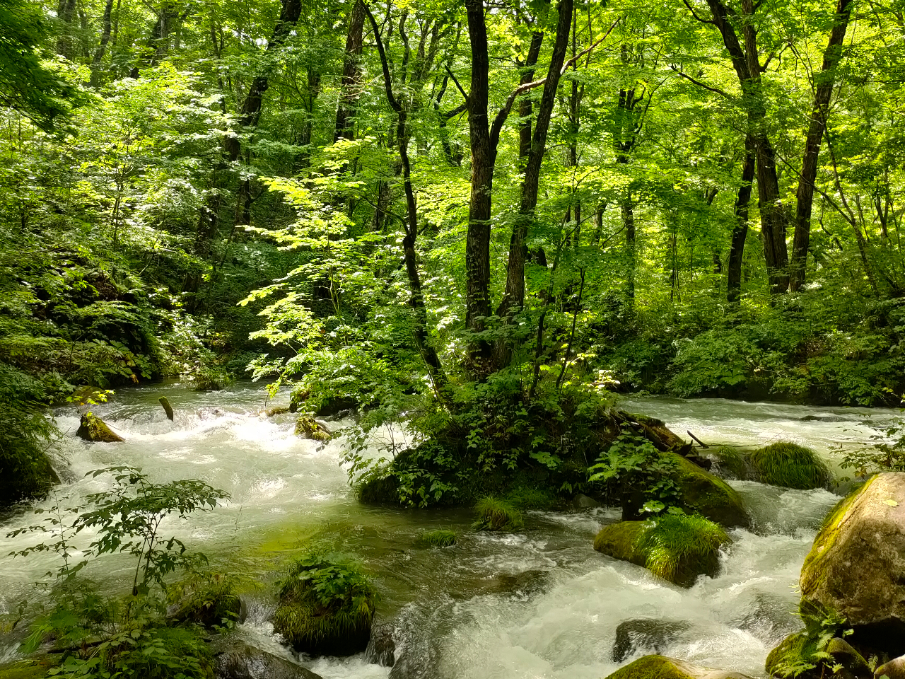 【青森・奥入瀬渓流】\女性限定/【ひとり旅×風の杜“初回“利用専用】青森の自然と...