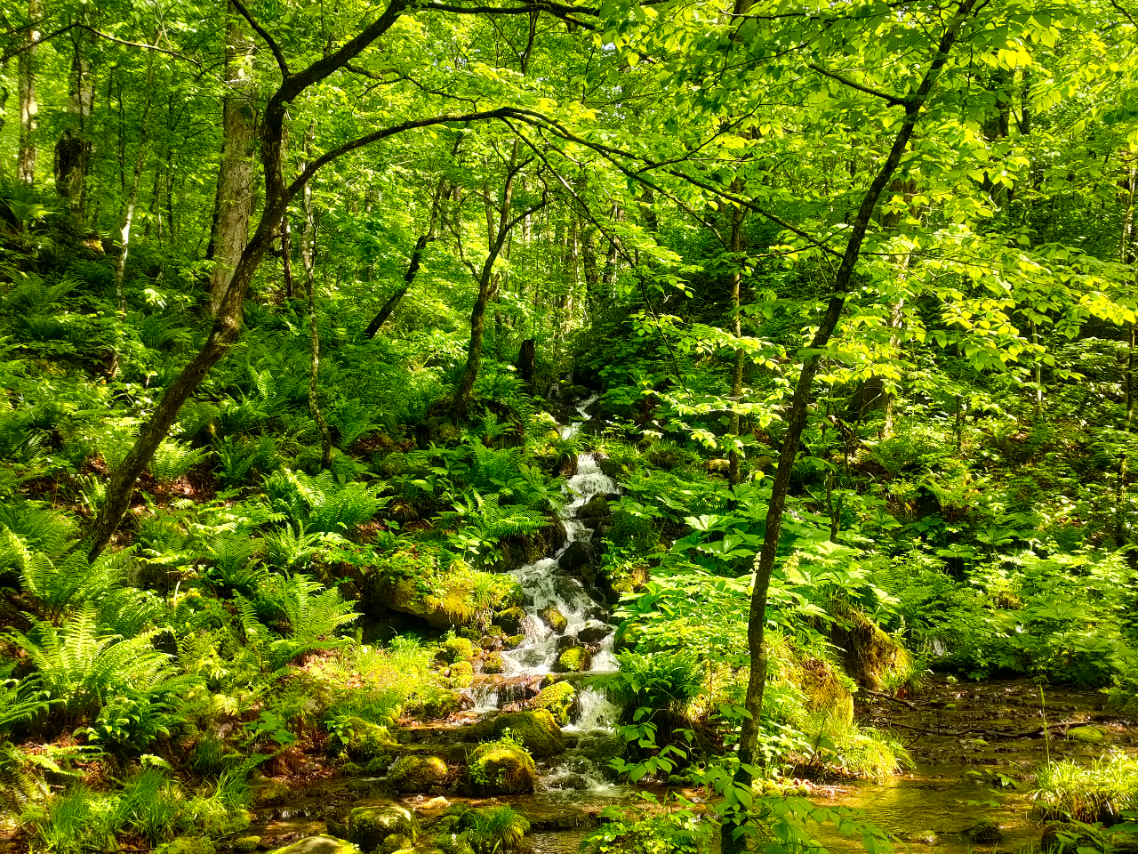 ���n���̗���