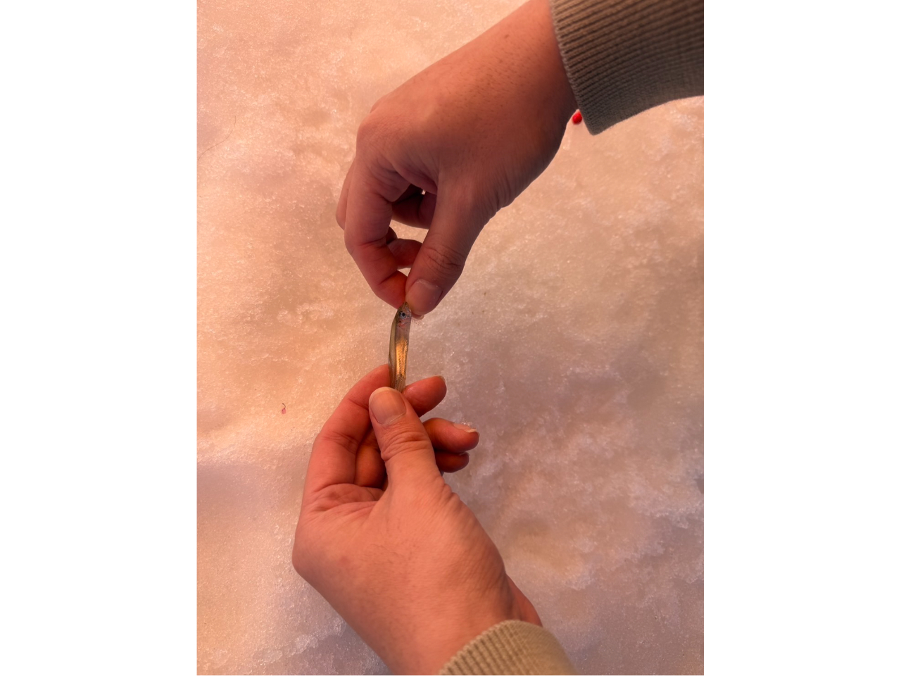 �������SEA TRY�̎ʐ^3