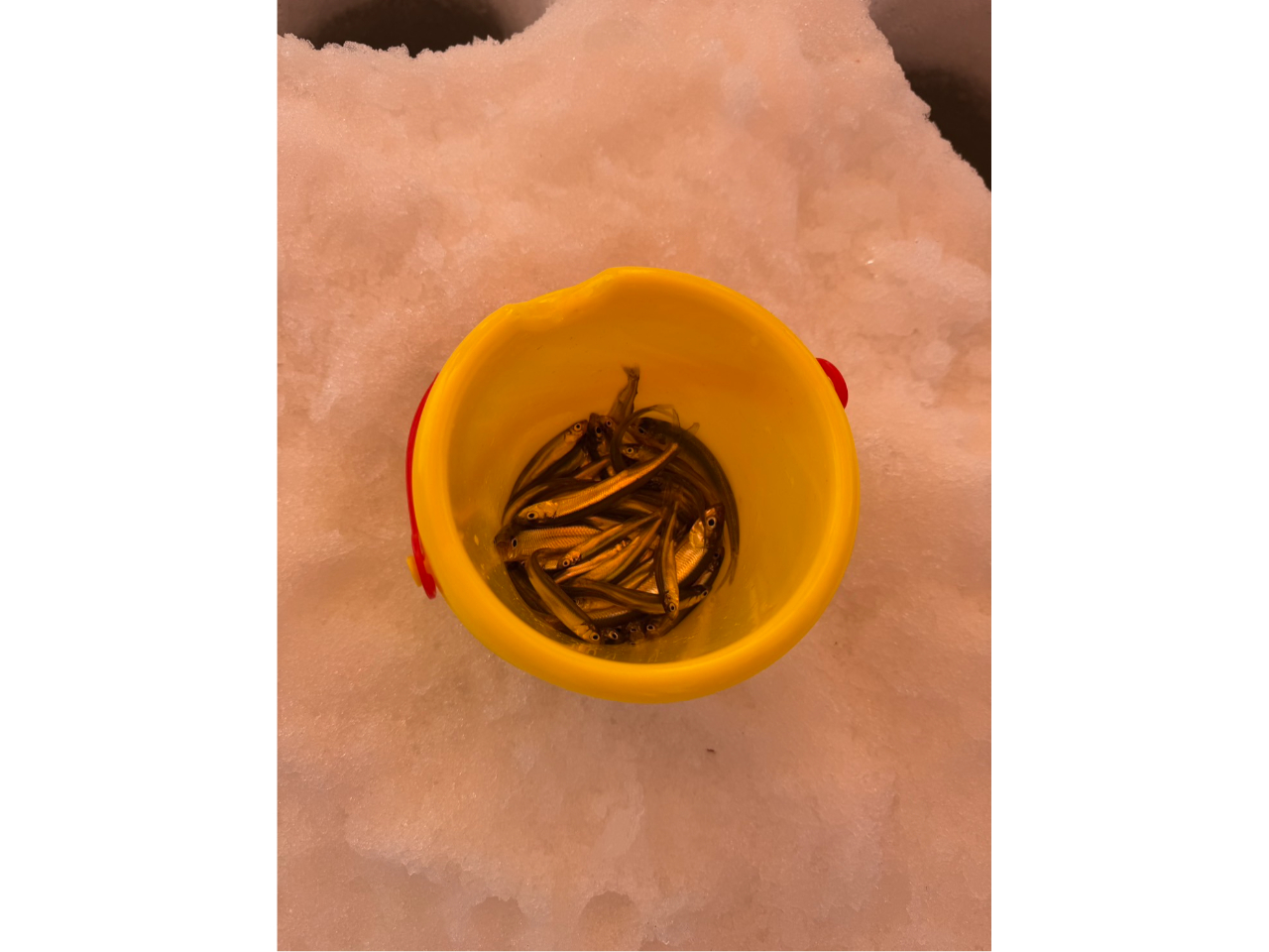 �������SEA TRY�̎ʐ^4