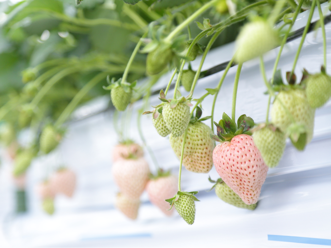 徳島 西部 いちご狩り】トベリーフォトスポット&トッピング無料