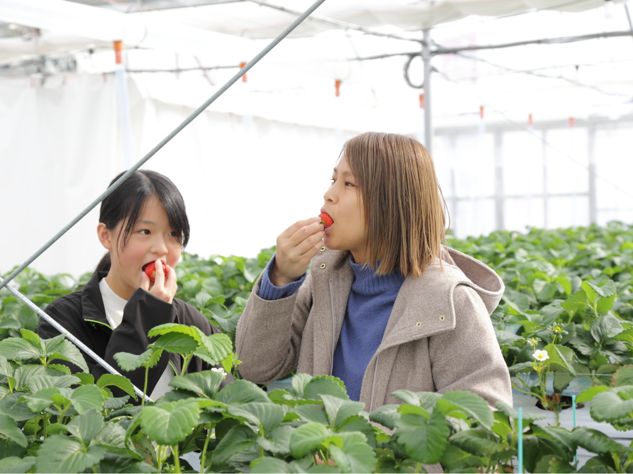 ���̏�ł����Ƀp�N���􂢂�����背�[���ŐH�ו���OK