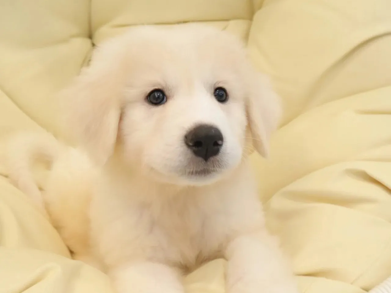 �O���[�g�s���j�[�Y�̏��̎q�A��(����)�����ł���