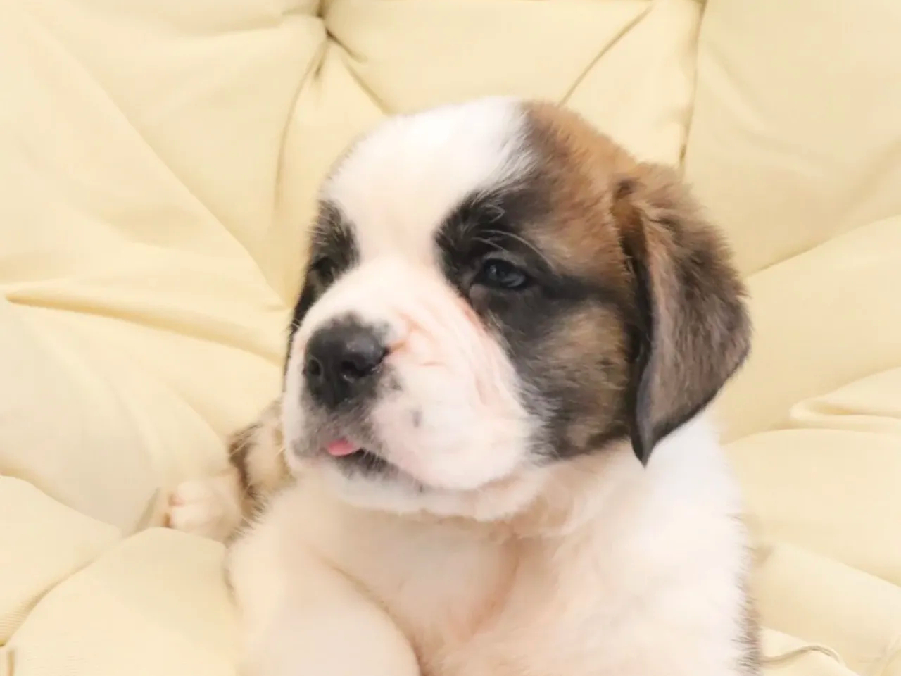 �Z���g�E�o�[�i�[�h�̏��̎q�A�~�����ł���