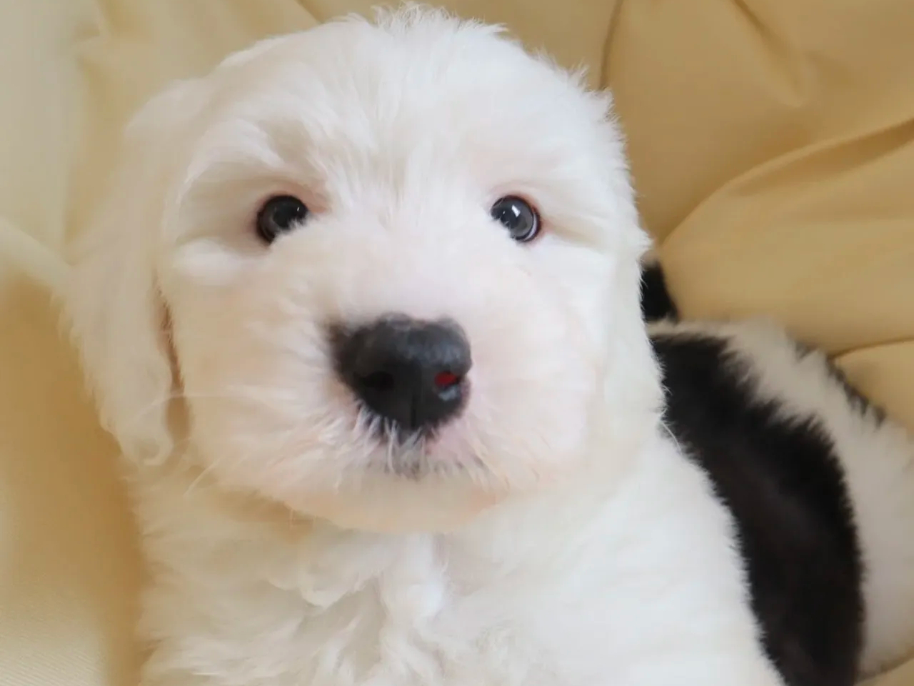 �I�[���h�E�C���O���b�V���E�V�[�v�h�b�O�̕������ł���