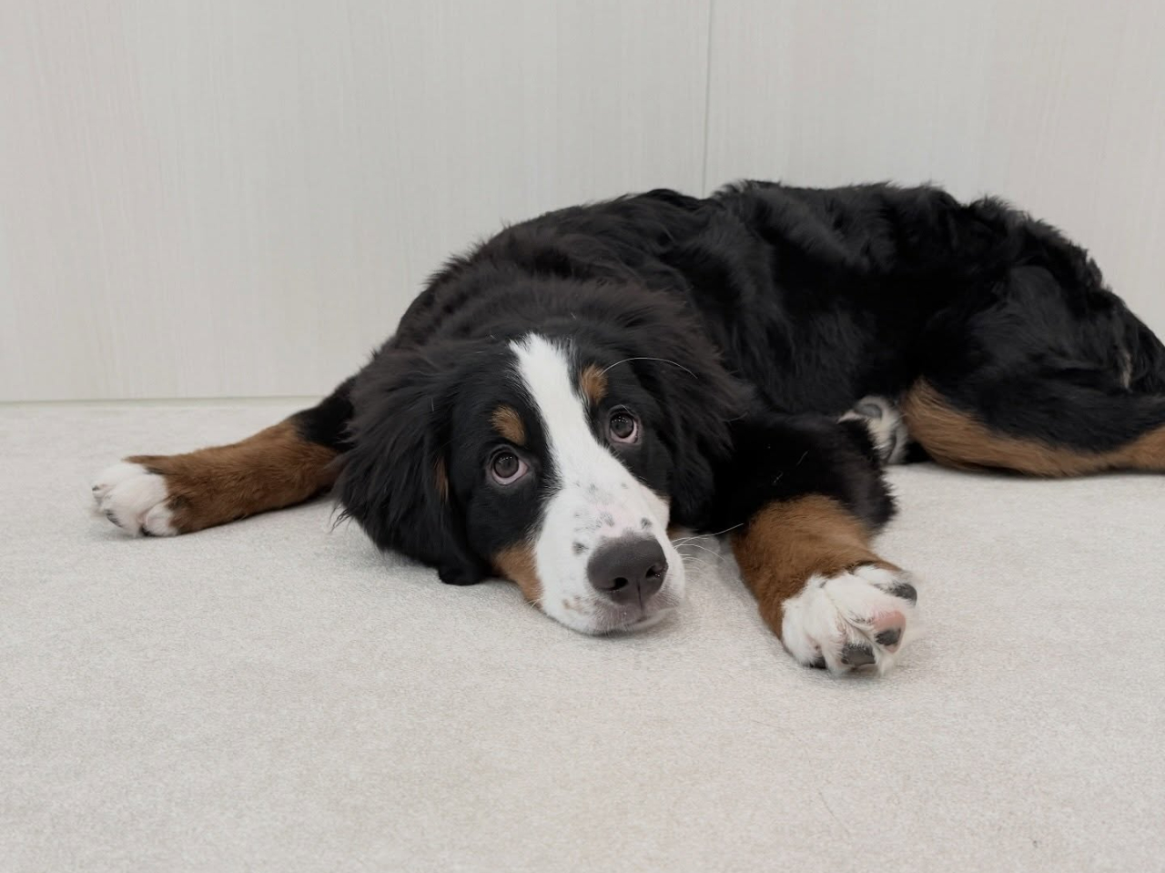 ��ڌ������Ȃ�Ƃ���������A�����Ƃ����_�̂΂������ł���