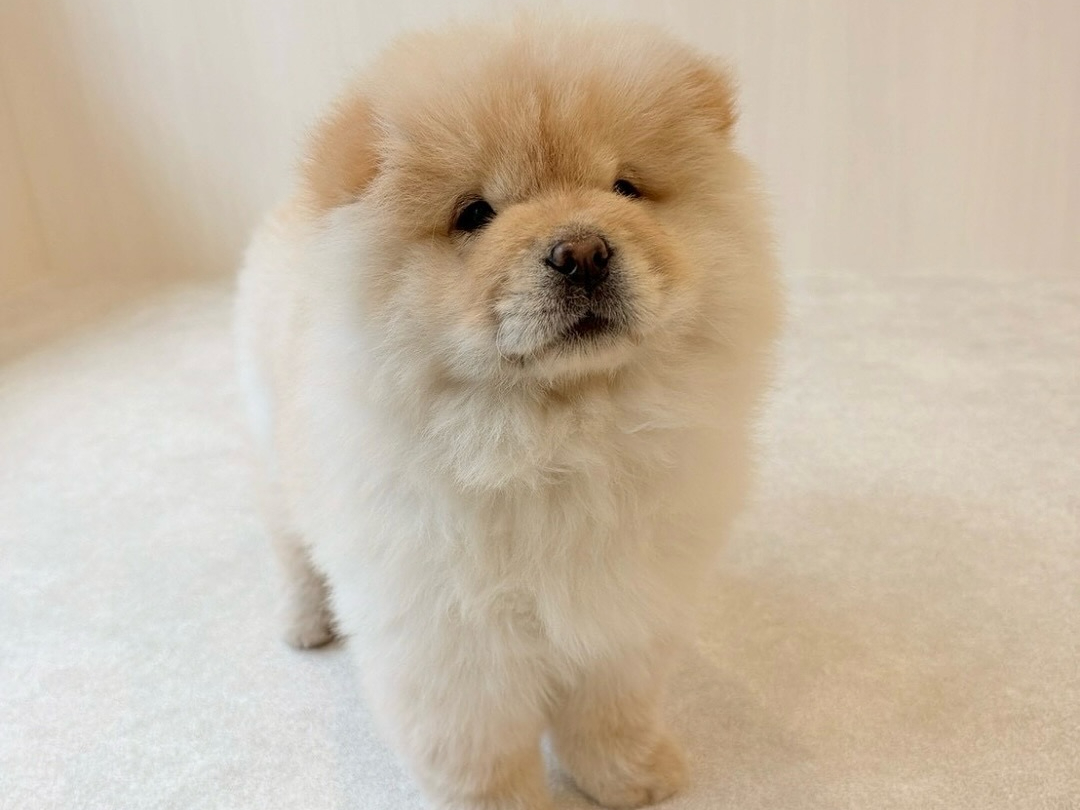 �`���E�`���E�̏��̎q�A�������ł���