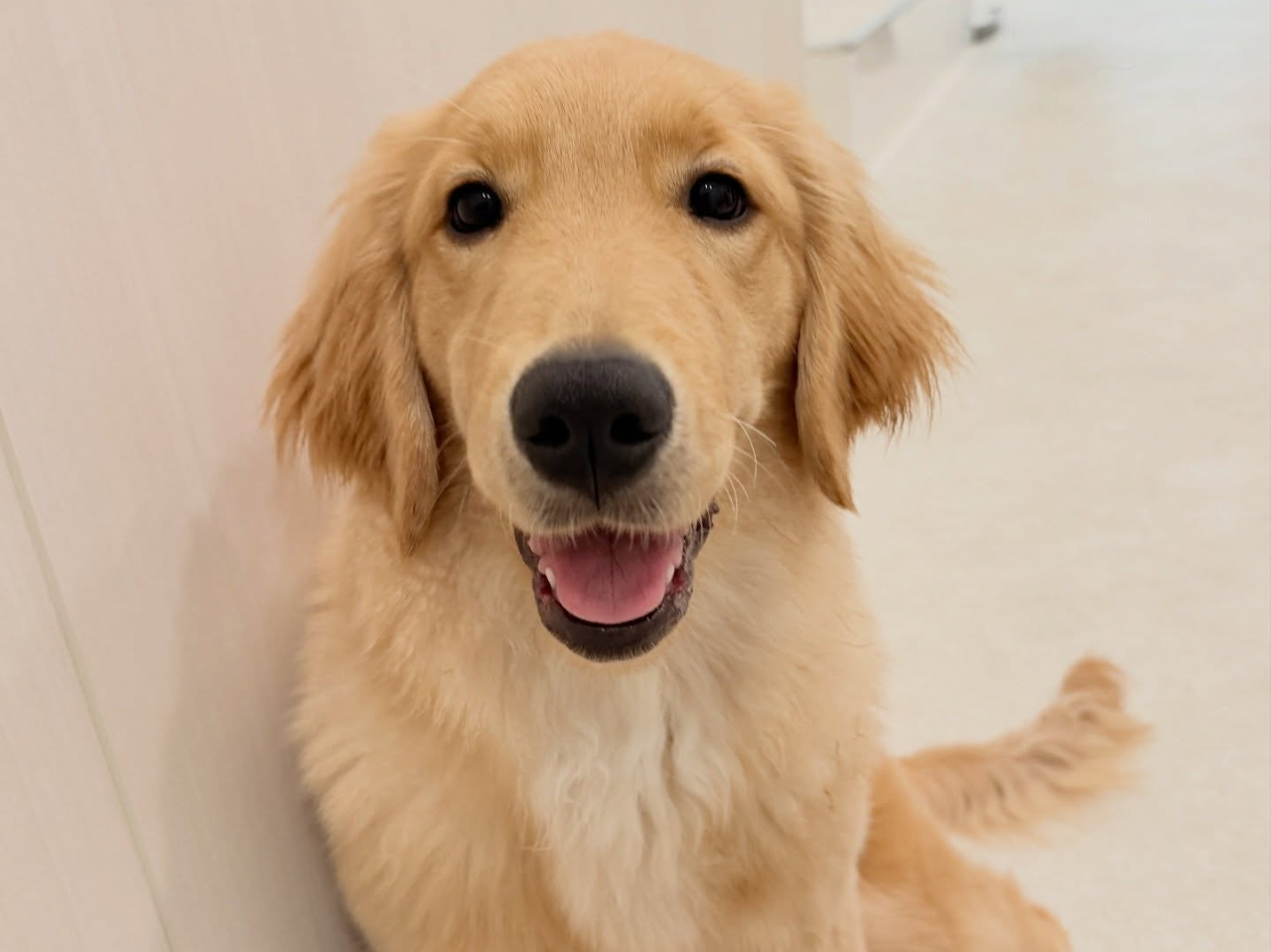 �����ӂ�Ղ炷�S�֋��X�̃��[�h���[�J�[�I���ł����C�����ς��� �����������ł���