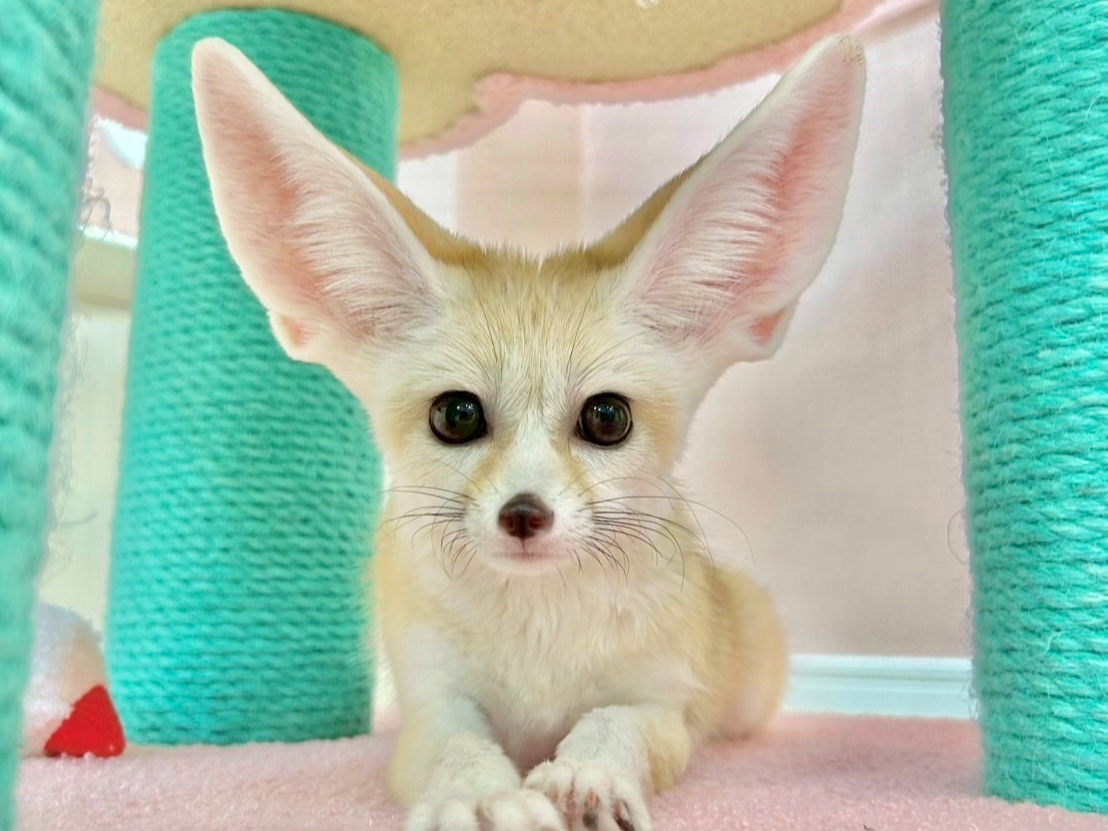 Fennec House�̎ʐ^2