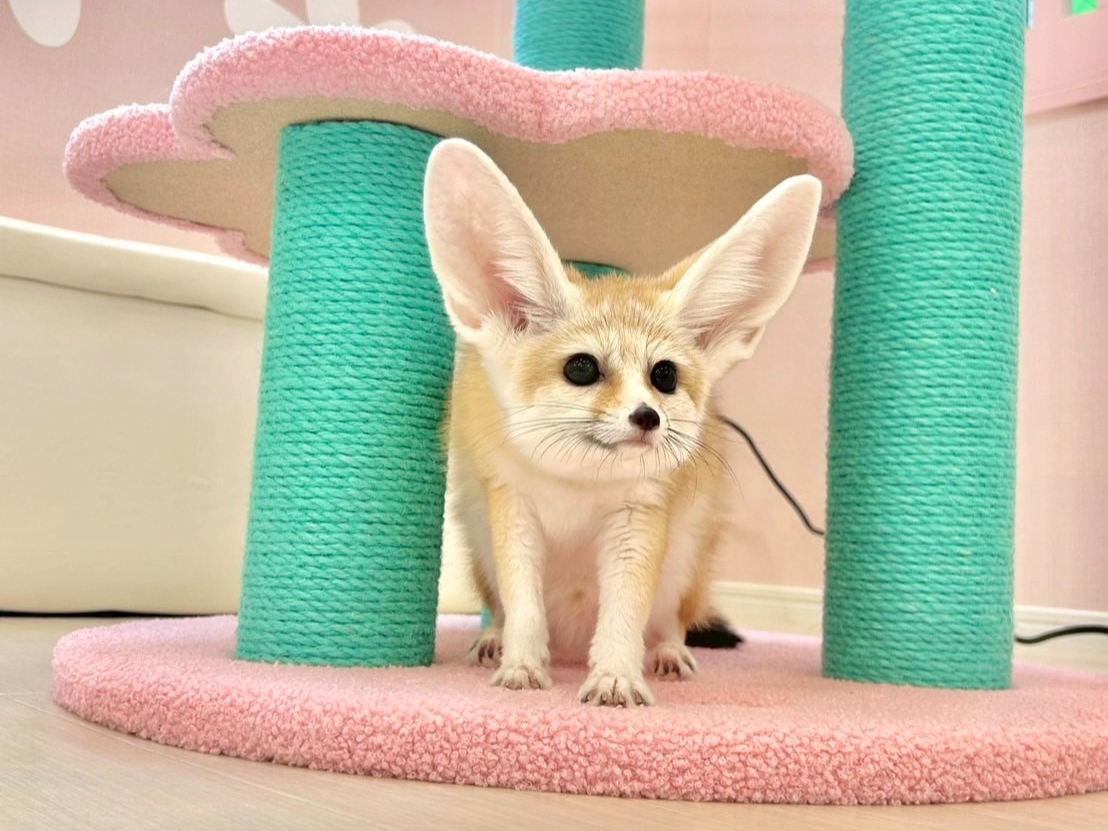 Fennec House�̎ʐ^3