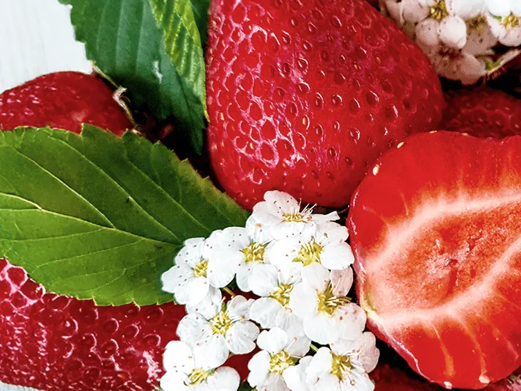 <じゃらん初掲載>(~3/31)千葉・東金|ストラクスガルテンの広々いちご狩り全...