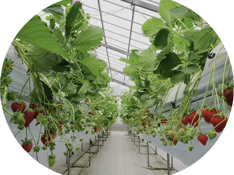 �N�ɂł��D�����I�L�X�o���A�t���[�n�E�X�I