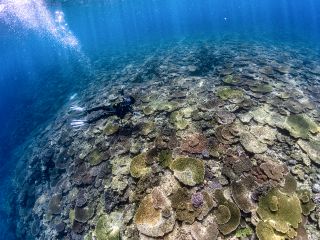 自然豊かなやんばるの海を満喫!