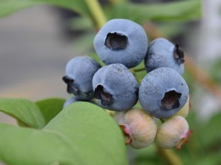 全25種類のブルーベリーから、季節の実を味比べできます♪
