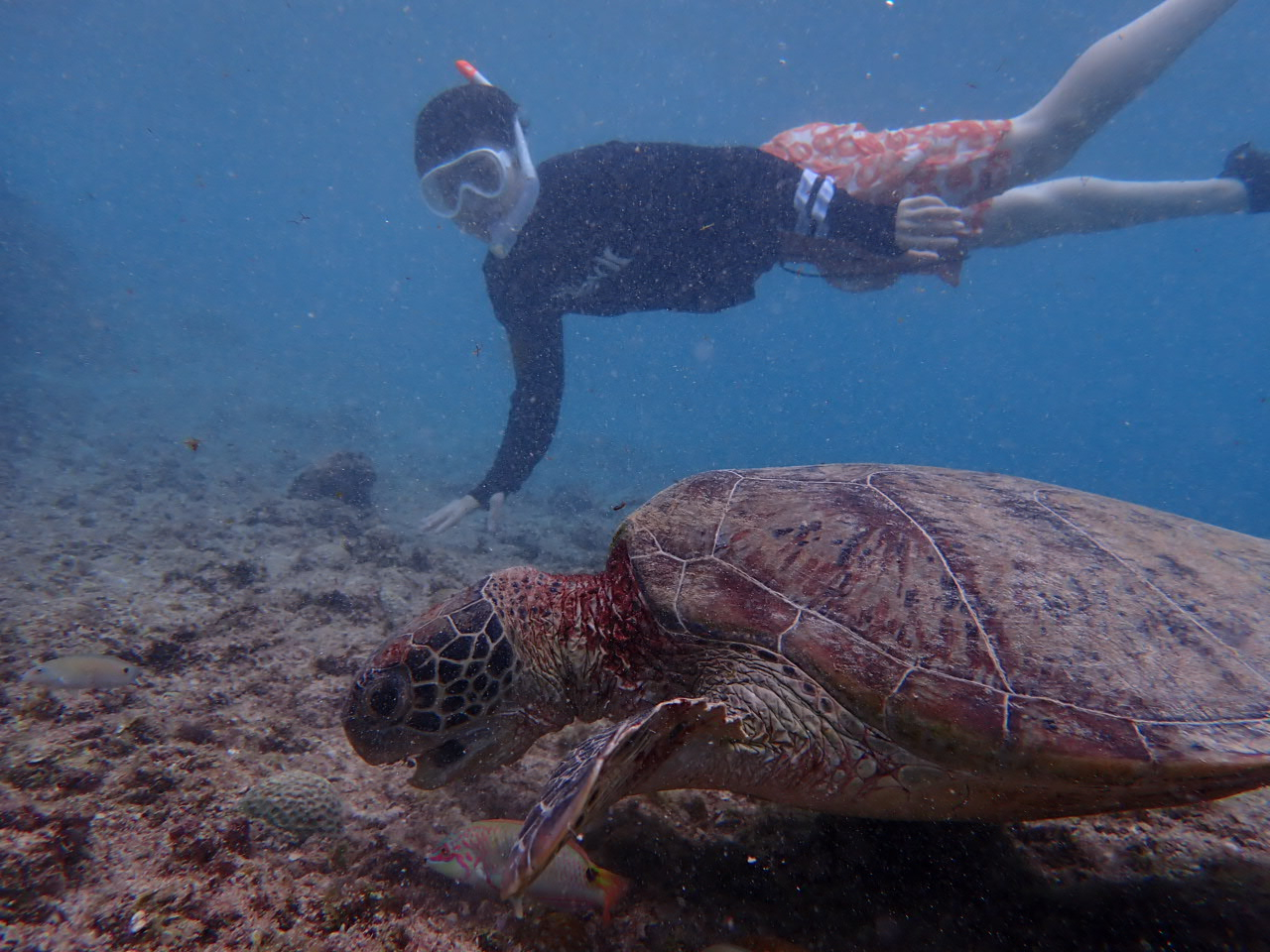 �{�Ó�RAVE�̎ʐ^1