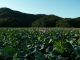 \7月下旬〜8月下旬に見ごろを迎える姫ハスの花が湖面一面に咲き競います/