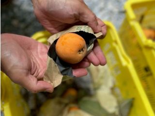 皇室献上フルーツである房州びわ。特に房州びわ発祥の地・南無谷のビワは一味違いますよ!