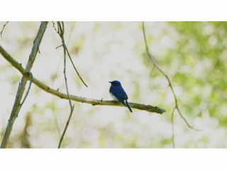 春に渡来する青い鳥 オオルリ