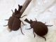\カブトムシ/あなたは何色でつくる?