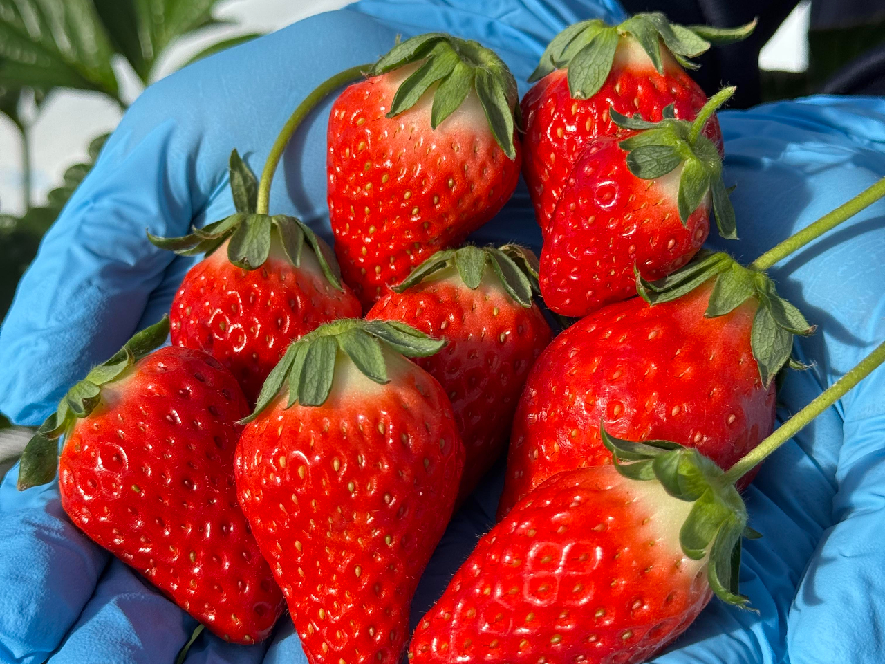 じゃらん初掲載!【千葉市★紅ほっぺ・よつぼし等】高設栽培で楽々♪完熟いちご40分...