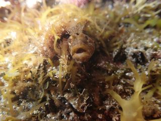 水中で見つけたコケギンポ。かわいいですよ〜