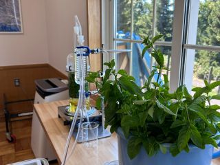 ハーブから蒸留して芳香蒸留水を作ります。蒸留する植物によっては精油が取れるときもあります。