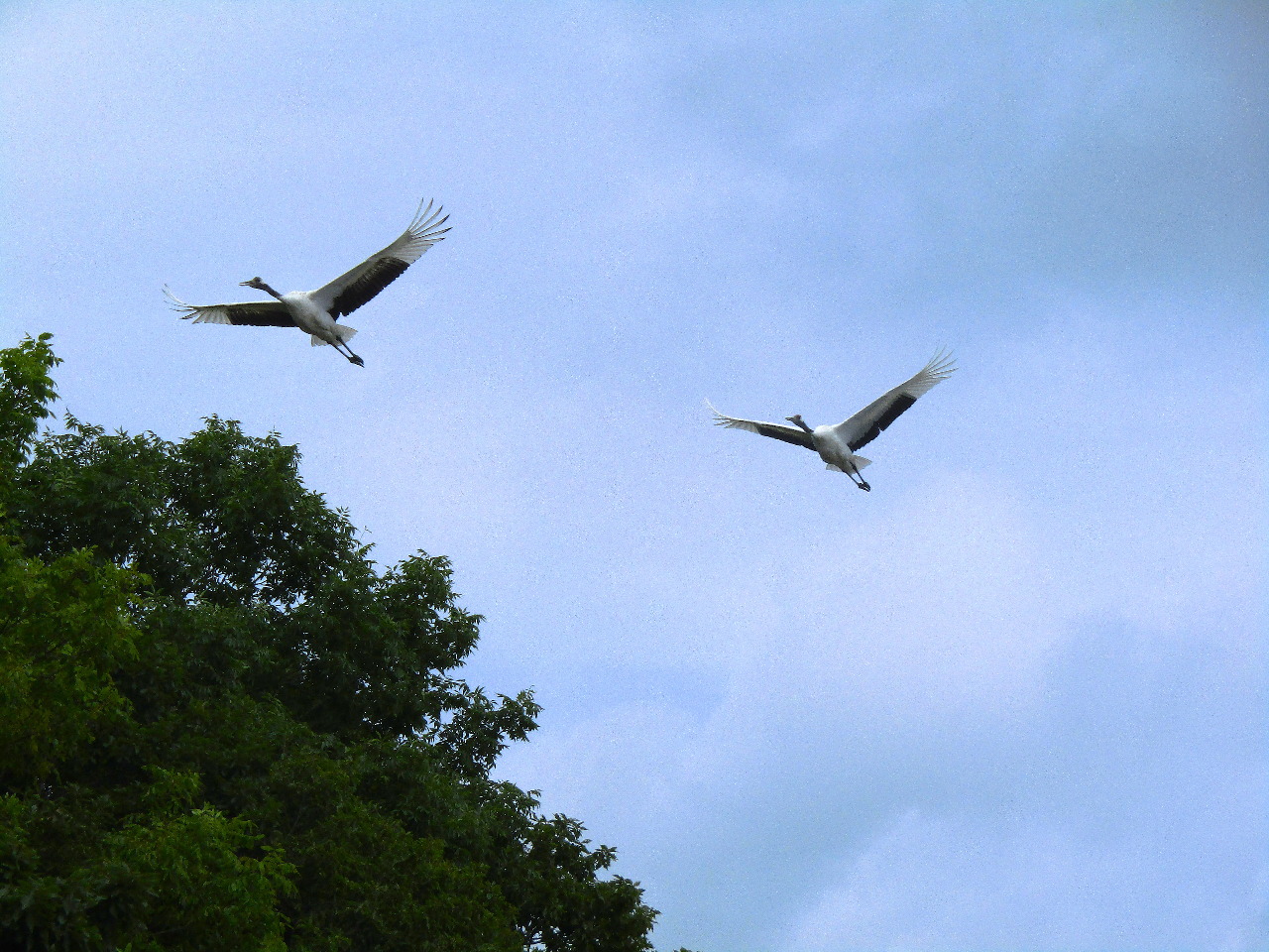 ���݃s�[�X�t�����o�[�J�k�[�̎ʐ^4