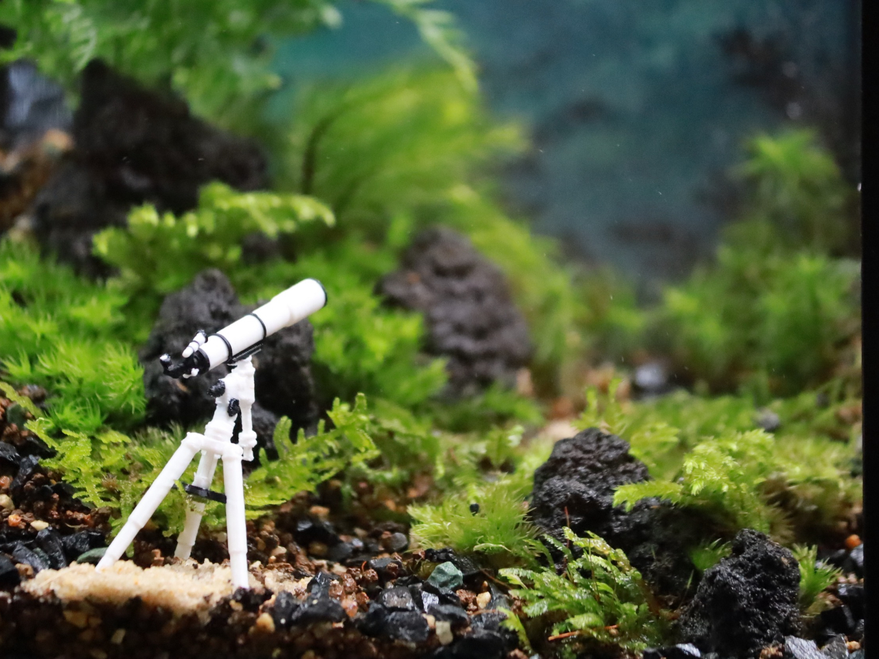 広島・福山】＼自分だけの小さな森をつくろう！／苔テラリウム体験