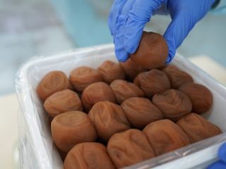 南高梅 手詰め体験!一粒入魂☆南高梅100gを手詰め体験☆ 梅干100gのお土産付!
