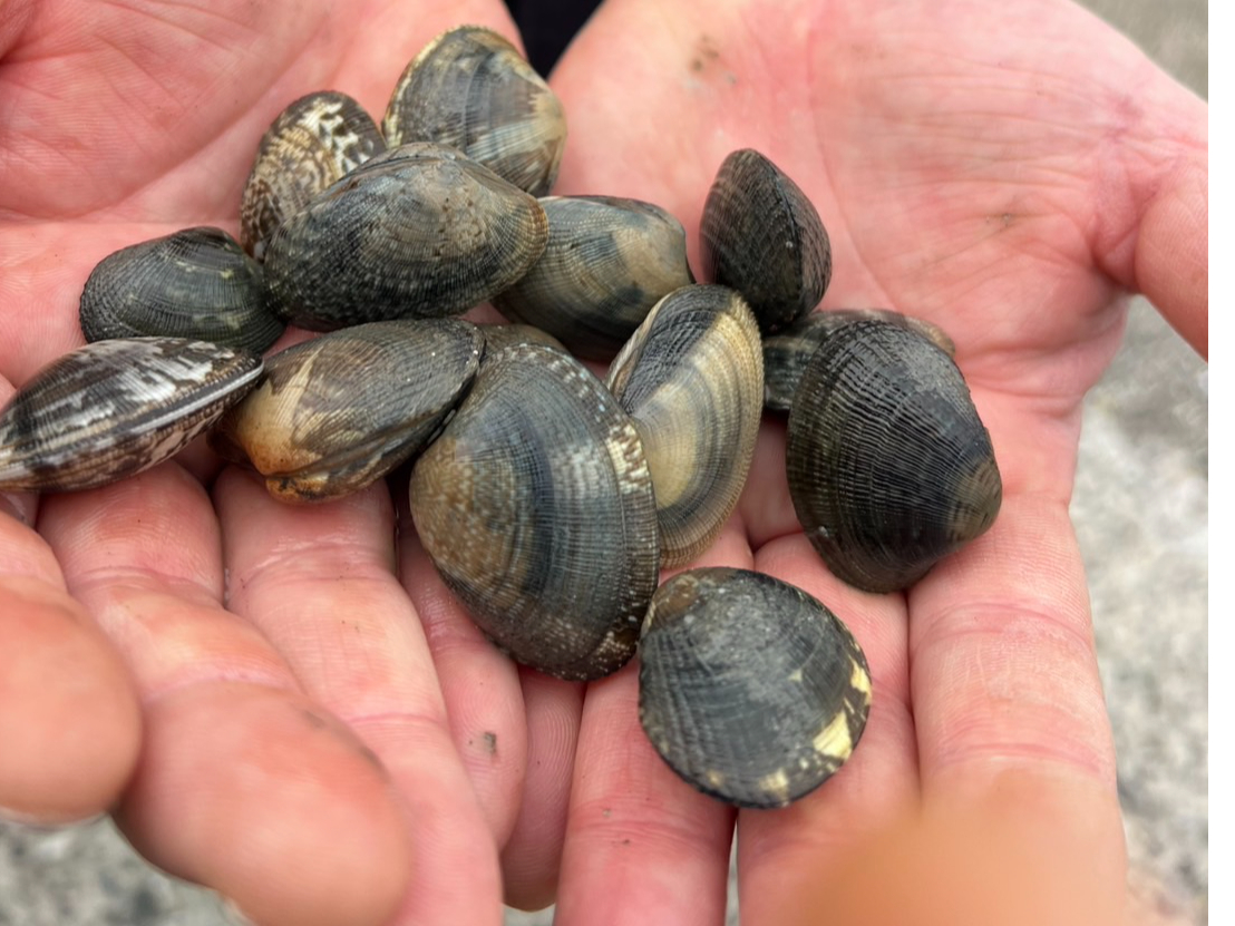 �V�[���C�t�p�[�N���̎ʐ^1