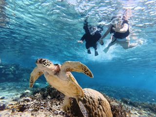 ウミガメと泳ぐ夢叶えませんか?