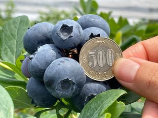 6月の食べ放題品種はハイブッシュ10種類です。その中からその時々に食べごろを迎えた品種をご案内しています。