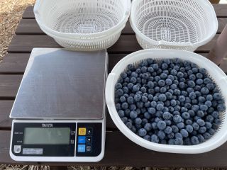 8月は摘み取り販売!お客様の摘み取った果実を量り売りします。
