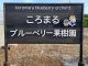 ようこそブルーベリーの世界へ♪