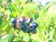 農薬・肥料不使用で元気に育つブルーベリー。