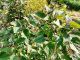 地域に自生する野草【くさぎ菜】
