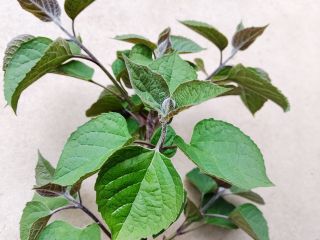 【くさぎ菜】の葉っぱ。