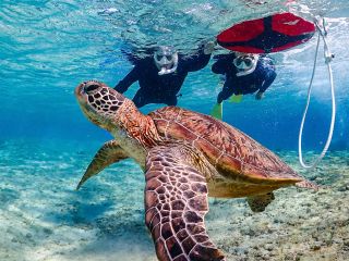 \高性能水中カメラで撮影!ウミガメと一緒に写真撮影をしよう♪/