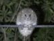 \かわいい生き物も探そう/